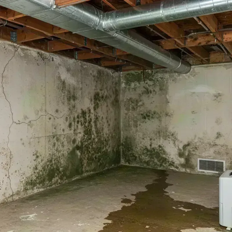 Professional Mold Removal in Lewis County, TN